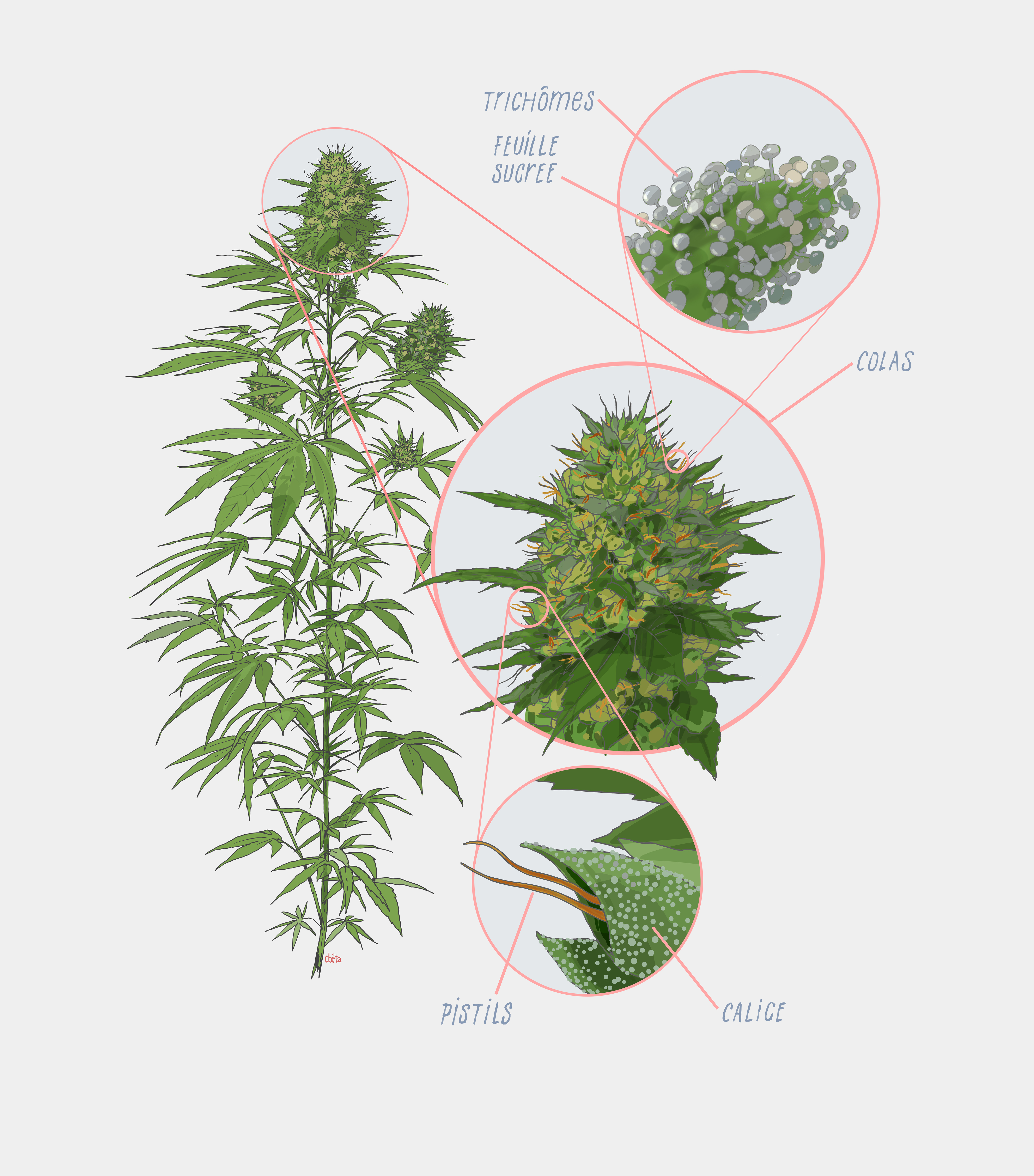 Description des parties de la plante de cannabis