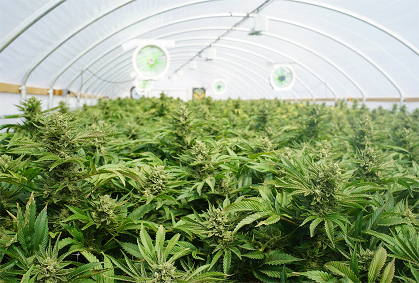 Plantes de cannabis