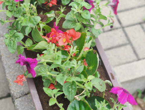 LCN_YB_2024_09_Jardinage_2